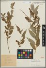Foto von Salix pierotii Miq.